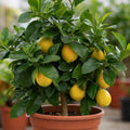 5L Meyer Lemon Tree 80/90cm Indoor & Outdoor Citrus Tree in Pot Plants By Post