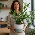 Ficus Binnendijks Narrow Leaf Fig 5L – Elegant Indoor Houseplant Plants By Post