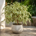 Ficus Twilight Weeping Fig 21cm Pot – Large Indoor Houseplant Plants By Post