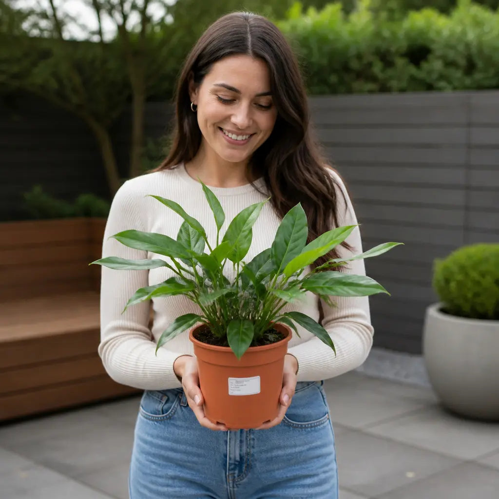 Philodendron Imperial Green 19cm Pot – Large Indoor Foliage Houseplant Plants By Post