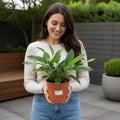 Philodendron Imperial Green 19cm Pot – Large Indoor Foliage Houseplant Plants By Post