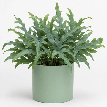 Phlebodium Blue Star Fern – Elegant Blue-Green Foliage Indoor Houseplant Plants By Post