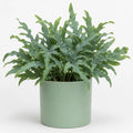 Phlebodium Blue Star Fern – Elegant Blue-Green Foliage Indoor Houseplant Plants By Post