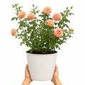 5L Rose Many Happy Returns Peach Rose Bush - Beautiful Flowering Garden Plant Plants By Post