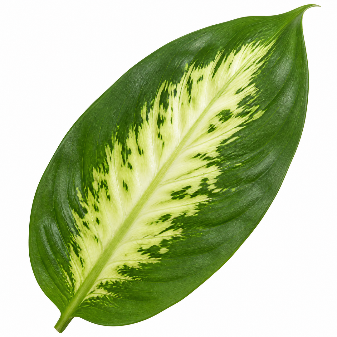 Dieffenbachia Compacta Dumb Cane 12cm Pot Plants By Post