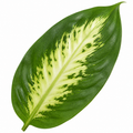 Dieffenbachia Compacta Dumb Cane 12cm Pot Plants By Post