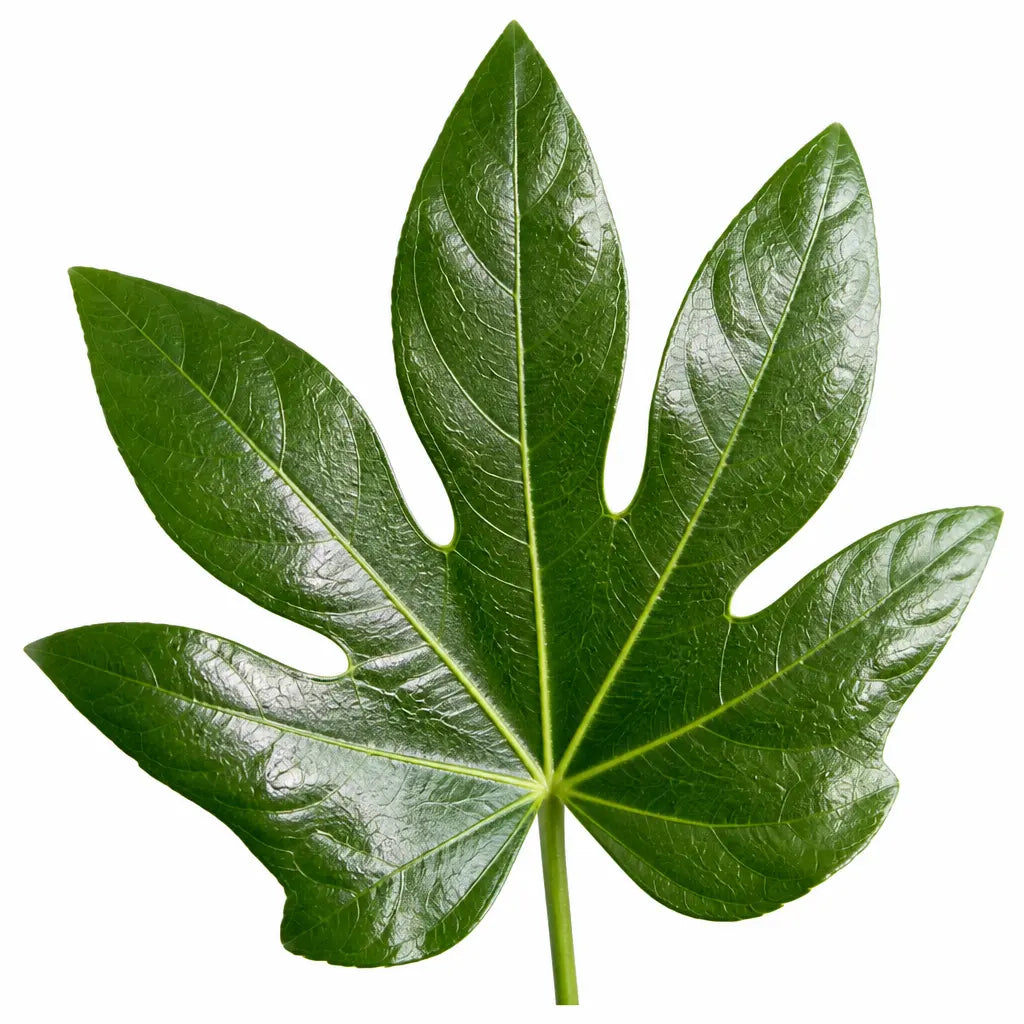 Fatsia Paper Plant 19cm Pot – Large Easy Care Indoor Houseplant Plants By Post