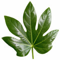 Fatsia Paper Plant 19cm Pot – Large Easy Care Indoor Houseplant Plants By Post