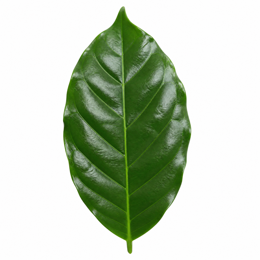 Coffee Arabica – Indoor Coffee Plant for Home & Office (12cm Pot) Plants By Post