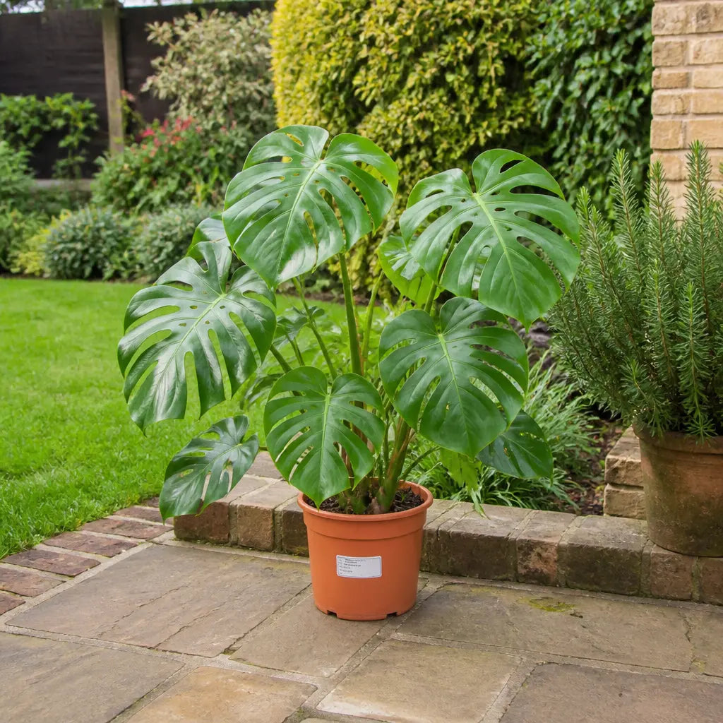 Monstera Deliciosa Cheese Plant 19cm Pot – Easy Care Large Indoor Houseplant Plants By Post