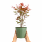 Metal Vertical Line Green Planter