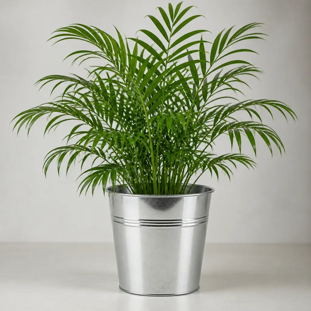 Chamaedorea Elegans Parlour Palm 2L – Elegant Tropical Indoor Houseplant Plants By Post