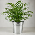 Chamaedorea Elegans Parlour Palm 2L – Elegant Tropical Indoor Houseplant Plants By Post