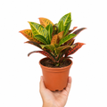 Croton Petra Josephs Coat 12cm Pot Plants By Post
