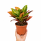 Nursery Pot