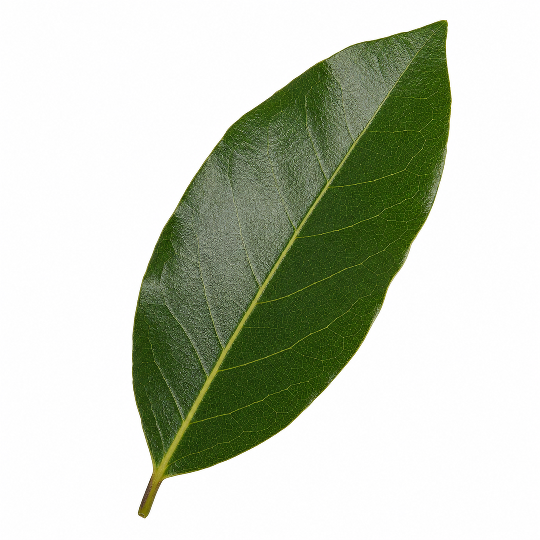 Bay Tree 60-70cm in 2L Pot Laurus nobilis