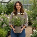 3L White Patio Rose in Decorative Pot Outdoor & Garden Plant