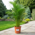 Dypsis Lutens Areca Palm 19cm Pot – Easy Care Large Indoor Houseplant Plants By Post