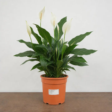 Spathiphyllum Peace Lily 17cm Pot – Easy Care Flowering Indoor Houseplant Plants By Post