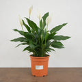 Spathiphyllum Peace Lily 17cm Pot – Easy Care Flowering Indoor Houseplant Plants By Post