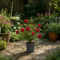 3L Red Patio Rose in Decorative Pot Outdoor Garden & Patio Plant Plants By Post