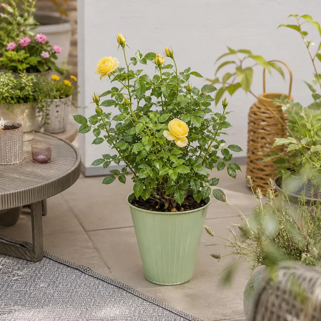 5L Rose Anniversary Wishes Yellow Rose Bush | Beautiful Flowering Garden Plant Plants By Post