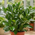 Ficus Moclame Indian Laurel Fig 5L – Glossy Green Indoor Houseplant Plants By Post