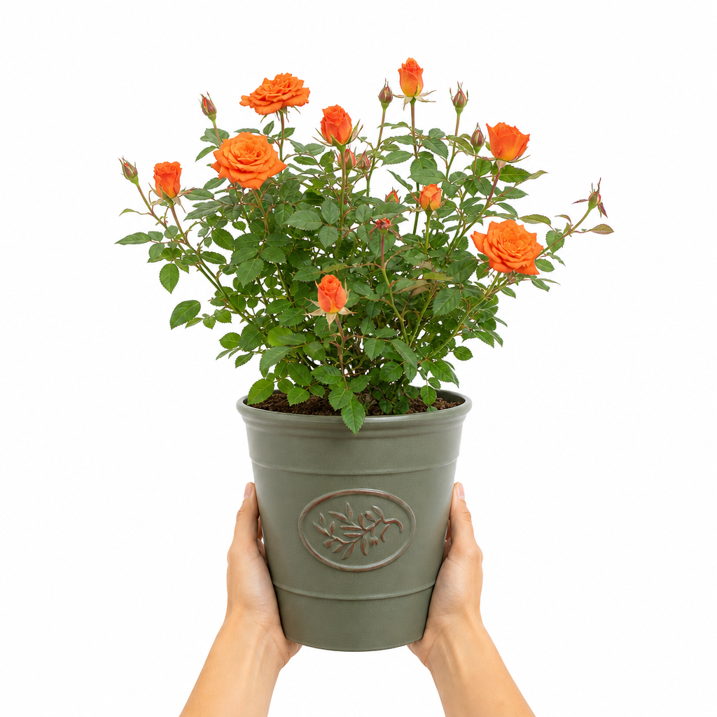 3L Orange Patio Rose in Decorative Pot Outdoor Garden Plant