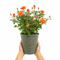 Olive Premium Plastic Planter Green