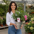 5L Rose Let's Celebrate Dark Pink Rose Bush | Beautiful Flowering Garden Plant Plants By Post