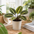 Maranta Lemon Lime Prayer Plant 12cm Pot – Variegated Indoor Houseplant The Rose Press Garden