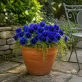 Pansy Delta Pro Deep Blue with Blotch 9 Pack × 2 Spring & Autumn Bedding Plants Plants By Post