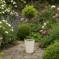 Bay Tree Standard – 90cm Tall Hardy Evergreen Laurus Nobilis for Pots & Borders