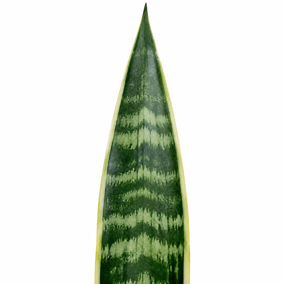 Sansevieria Superba in 12cm Pot | Air-Purifying Snake Plant for Low Light Spaces Plants By Post
