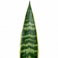 Sansevieria Superba in 12cm Pot | Air-Purifying Snake Plant for Low Light Spaces Plants By Post