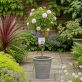 7.5L Standard Rose Tree Light Pink 100-110cm - Elegant Flowering Garden Rose Plant Plants By Post