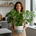 Monstera Deliciosa Cheese Plant – Large Split Leaf Tropical Evergreen Indoor Houseplant Plants By Post