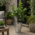 5L Lime Tree 80/90cm - Hardy Fruit Tree for Homegrown Limes plants by post