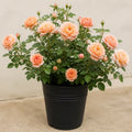 5L Rose Many Happy Returns Peach Rose Bush - Beautiful Flowering Garden Plant Plants By Post