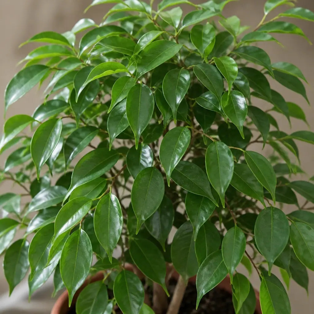 Ficus Danielle Weeping Fig 5L – Glossy Green Indoor Houseplant Plants By Post
