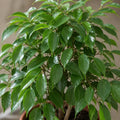 Ficus Danielle Weeping Fig 5L – Glossy Green Indoor Houseplant Plants By Post