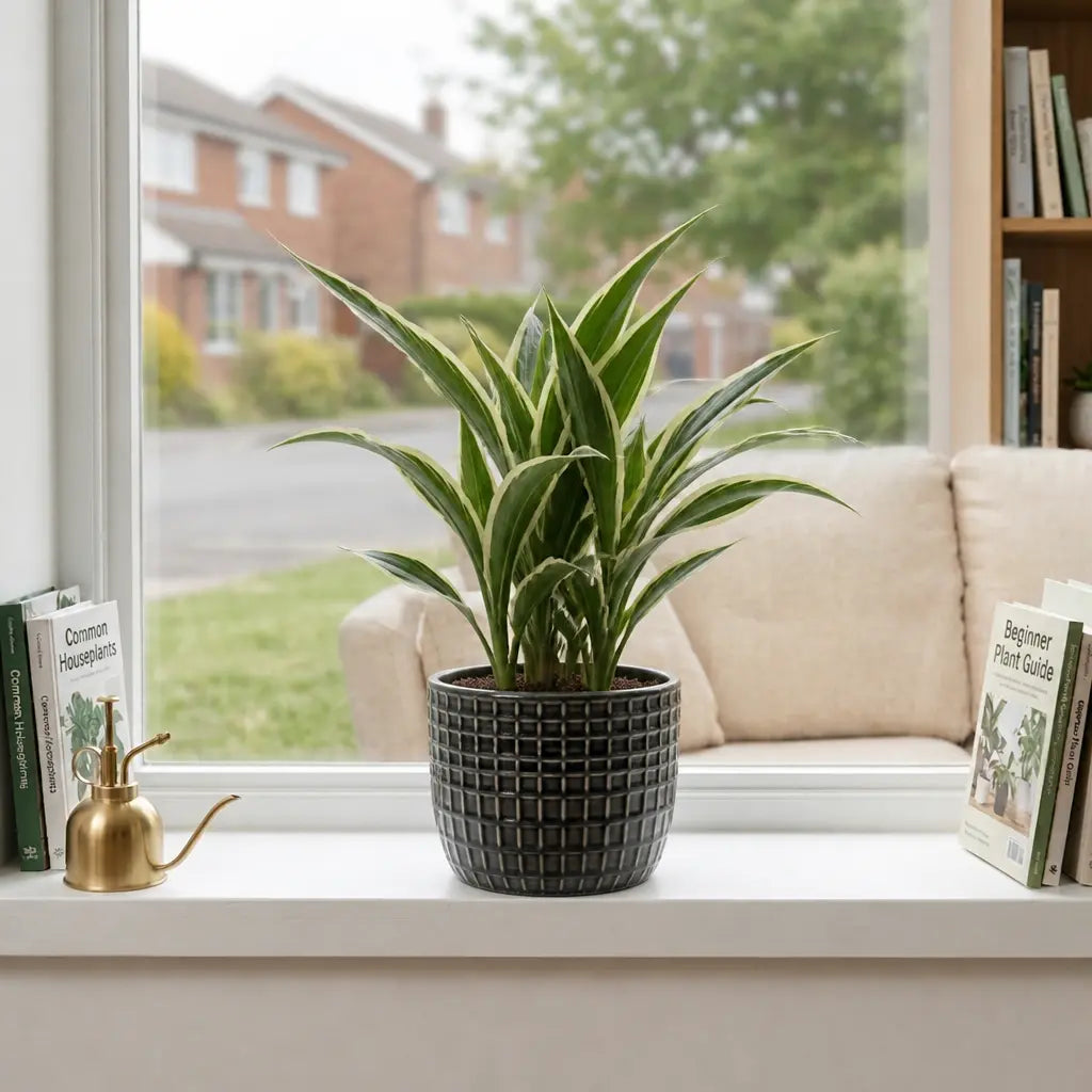 Dracaena White Jewel Dragon Tree – Elegant White and Green Variegated Indoor Houseplant Plants By Post