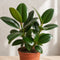Nursery Pot