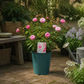 5L Rose Happy Retirement Pink Rose Bush - Beautiful Flowering Garden Plant Plants By Post