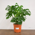 Monstera Deliciosa Cheese Plant 19cm Pot – Easy Care Large Indoor Houseplant Plants By Post