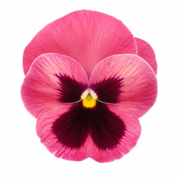 Pansy Delta Pro Rose with Blotch 9Pack × 2 Spring & Autumn Bedding Plants Plants By Post