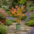 3L Acer Orange Leaf in Pot Outdoor Tree for Patio & Garden