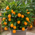 5L Calamondin Tree – Indoor & Outdoor Citrus in Decorative Pot