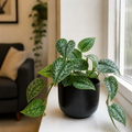 Scindapsus Pictus Trebie Pothos 12cm Pot Plants By Post