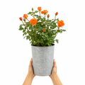 3L Orange Patio Rose in Decorative Pot Outdoor Garden Plant